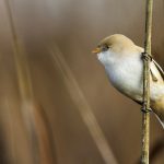 Bartmeise (Panurus biarmicus) Weibchen