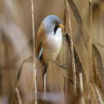 Bartmeise (Panurus biarmicus) Männchen