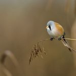 Bartmeise (Panurus biarmicus) Männchen