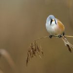 Bartmeise (Panurus biarmicus) Männchen