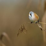 Bartmeise (Panurus biarmicus) Männchen