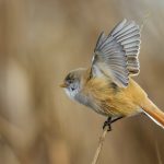 Bartmeise (Panurus biarmicus) Weibchen