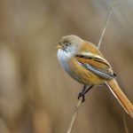 Bartmeise (Panurus biarmicus) Weibchen