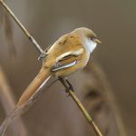 Bartmeise (Panurus biarmicus) Weibchen