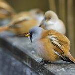 Bartmeise (Panurus biarmicus) Männchen