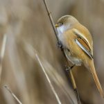 Bartmeise (Panurus biarmicus) Weibchen