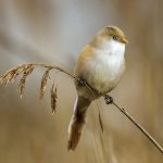 Bartmeise (Panurus biarmicus) Weibchen