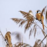 Bartmeise (Panurus biarmicus) Männchen