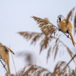 Bartmeise (Panurus biarmicus) Männchen