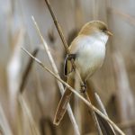 Bartmeise (Panurus biarmicus) Weibchen