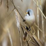 Bartmeise (Panurus biarmicus) Männchen