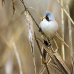 Bartmeise (Panurus biarmicus) Männchen
