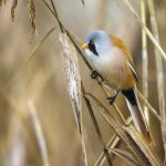 Bartmeise (Panurus biarmicus) Männchen