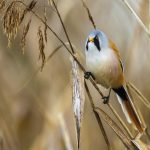 Bartmeise (Panurus biarmicus) Männchen