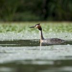 Haubentaucher (Podiceps cristatus)