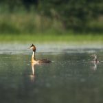Haubentaucher (Podiceps cristatus)
