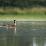 Haubentaucher (Podiceps cristatus)