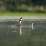 Haubentaucher (Podiceps cristatus)