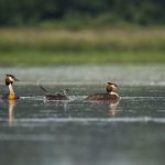 Haubentaucher (Podiceps cristatus)