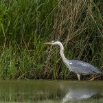 Graureiher (Ardea cinerea)