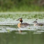 Haubentaucher (Podiceps cristatus)