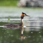 Haubentaucher (Podiceps cristatus)
