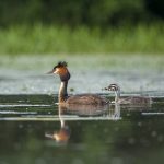Haubentaucher (Podiceps cristatus)