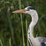 Graureiher (Ardea cinerea)