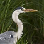 Graureiher (Ardea cinerea)