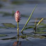 Wasser-Knöterich (Persicaria amphibia)
