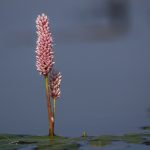 Wasser-Knöterich (Persicaria amphibia)