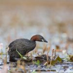 Zwergtaucher (Tachybaptus ruficollis)