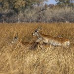 Impalas (Aepyceros melampus) im Kornfeld