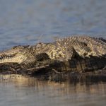 Leistenkrokodil (Crocodylia Owen)