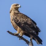 Raubadler (Aquila rapax)