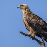 Raubadler (Aquila rapax)
