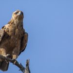 Raubadler (Aquila rapax)