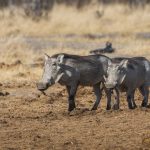 Warzenschwein (Phacochoerus africanus)