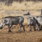 Warzenschwein (Phacochoerus africanus)