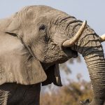 Elefant im Chobe Nationalpark, Botswana