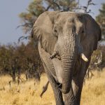 Elefant im Chobe Nationalpark, Botswana