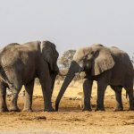 Elefanten im Chobe Nationalpark, Botswana