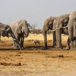 Elefanten im Chobe Nationalpark, Botswana