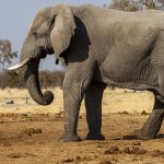 Elefant im Chobe Nationalpark, Botswana