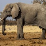 Elefant im Chobe Nationalpark, Botswana