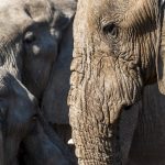 Elefant im Chobe Nationalpark, Botswana