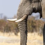 Elefant im Chobe Nationalpark, Botswana