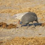 Helmperlhuhn (Numida meleagris)