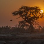 Sonnenuntergang Chobe National Park