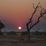 Chobe National Park Botswana